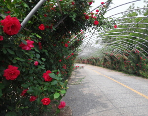 화성면 장미터널 구경오세요