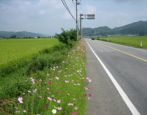 코스모스 한들한들 피어 있는 가을 길