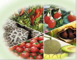 청정자연을 담은 청양의 일곱빛깔 농산물