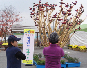 솟대 100 ‘소원목’ 백년대계 풍년기원