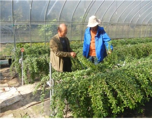 청양 구기자 재배농가 GAP 인증