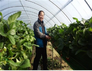 친환경 하이베드 딸기 수확 한창