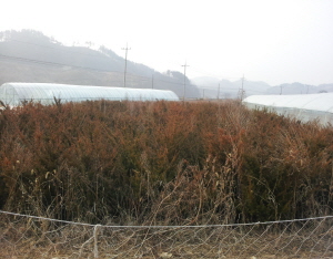 장평면 송석주씨, 조경수 1800그루 기증