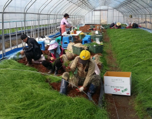 칠갑산 달래 출하 한창