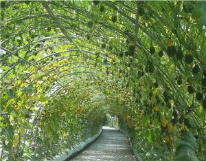 제4회 칠갑산 세계조롱박축제, 정산면 천장리 알프스마을 일원서 개최