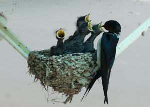 강남 제비! 청양에 자리 잡았네