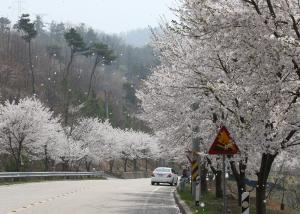 벚꽃 길 따라 청양으로 오세요!