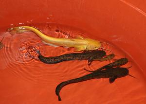 ‘황금천지’ 청양, 이번엔 황금 메기 나타나!