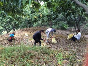 밤 줍기 대민활동 적극 나서