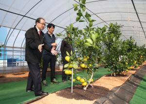 주황 옷 갈아입은 청양 감귤