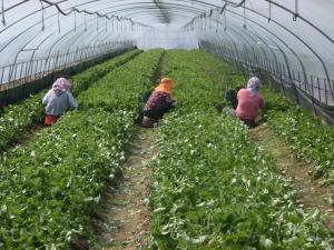 겨울 속의 봄, 산 넘어 남천마을 곰취 수확 한창