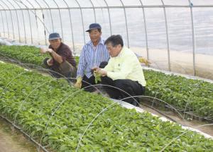 2017년 고추농사의 시작! 육묘상부터 병해충 방제 철저