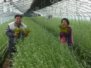 청양, ‘황금’ 프리지어 첫 출하 수출로 길을 열다