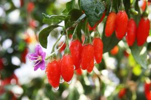 역시 청양 구기자! 간 보호 효과 동물실험 공식 확인 쾌거