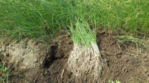 향긋한 달래로 봄의 향기를 느껴보세요.