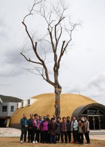 250년생 구지뽕 나무, 새 뿌리 내리다