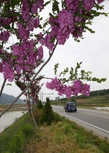 붉은 아카시아 꽃 만발