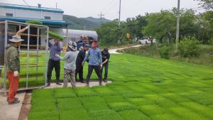 장평면 벼 육묘장 일손돕기에 구슬땀