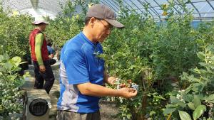 칠갑산 블루베리 첫 수확