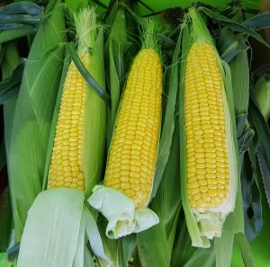 초당 옥수수, 생(生)으로 먹어도 맛있어요!