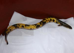 황금천지 청양 이번엔 황금 장어!