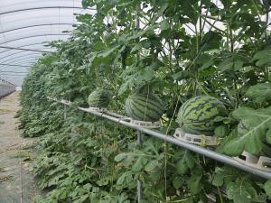 노력은 반절 맛과 생산성은 두배, 청양군 수박 수직재배 결실