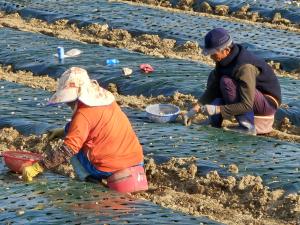 마늘농사시 파종 전 종구소독, 적기파종으로 안정생산하세요!