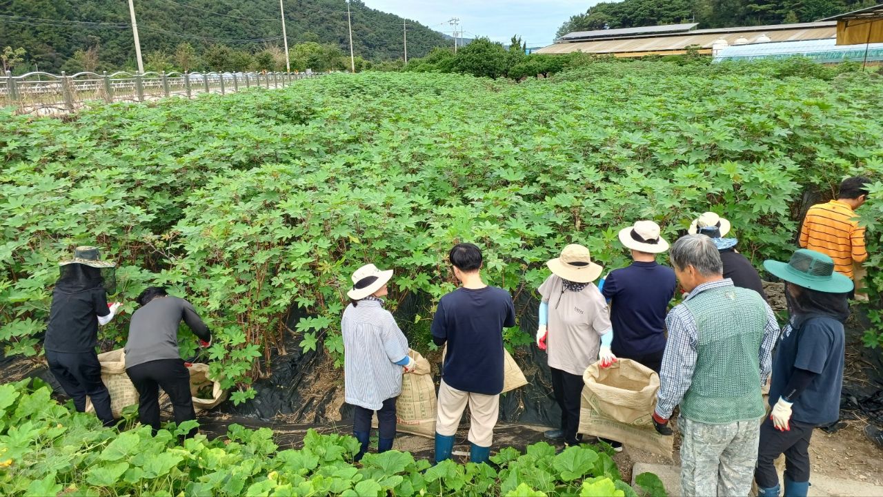 청양군 산림자원과 및 비봉면사무소 공직자들 가을철 일손돕기 나서