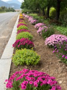 가을은 남양면의 계절, 국화 향기 가득한 가을 정취 만끽