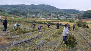 청양군 공직자, 2024년 가을철 농촌일손돕기 실시
