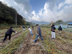 남양면, 가을걷이 농촌일손돕기에 공직자 구슬땀 흘려