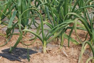 청양군, 마늘과 양파 철저 관리 당부