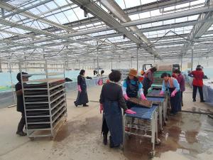 청양군 다목적육묘장 본격 가동