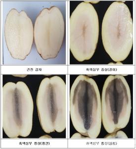 청양군, 봄 재배용 씨감자 ‘흑색심부’ 주의 당부