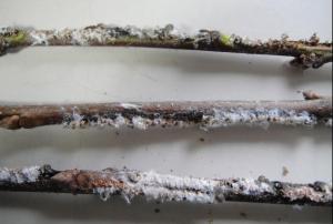 청양군, 돌발해충 월동란 예찰 실시