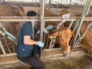 청양군, 구제역 백신 일제 접종