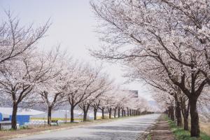 왕진 벚꽃길 따라 토마토 향기 가득