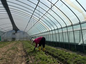 청양군, 봄철 건강 먹거리 ‘구기자 순’ 제철 맞아 한창 수확 중