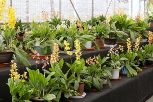 청양 고운식물원 멸종위기식물 전시회 열려