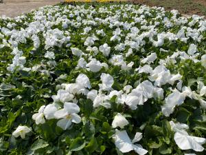 백세건강공원, 생활 속 치유(힐링) 공간 조성 착수