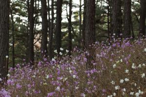 우산 산림조경숲 진달래 만개