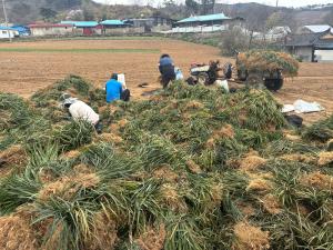 청양군, 전국 최대 생산지 맥문동 수확 한창