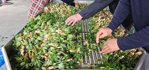 청양군 비봉산 선도산림경영단지 엄나무 순 수확 공동 출하준비 완료