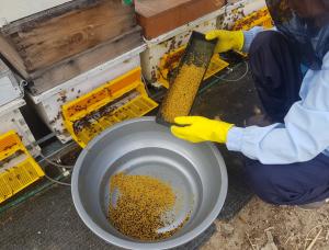 꿀벌이 주는 또 하나의 선물 ‘화분’