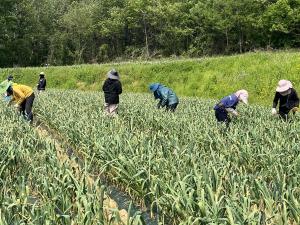 청양군, 고품질 마늘 생산을 위한 후기 생육관리 당부