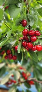 한여름에 만나는 탱글탱글 청양산 체리