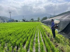 청양군, 고품질 쌀 생산 위한 벼 이삭거름 적기 시용 당부