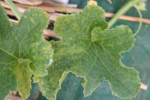 멜론 괴저 반점 바이러스(MNSV) 발생 경보 및 시설채소 바이러스 예방 당부