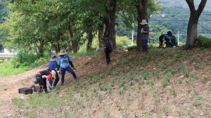 운곡면, 구절초 식재해 사계절 꽃피는 신양천변 조성