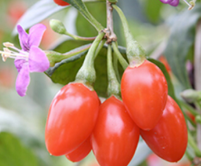 청양 구기자 원예 농협